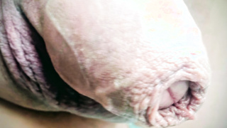 StaggerLee's drittes Album