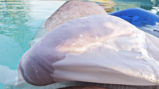 Österreicherin für Tribute?