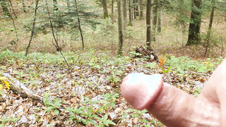 Hart im Wald