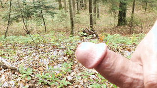 Hart im Wald