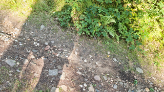 Nackt im Wald spazieren gehen