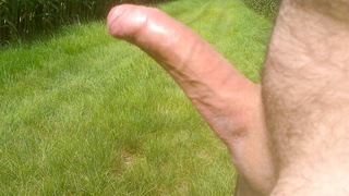 Steifer Penis im Maisfeld