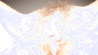 Eine geile Milf Muschi