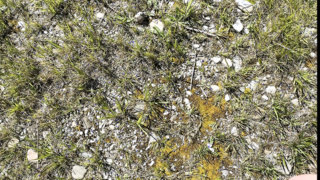 Die ersten Bilder von meinem großen Schwanz