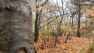 Herbst, Blätter und Hüllen fallen