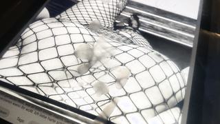 Tribute für Manu-Ela