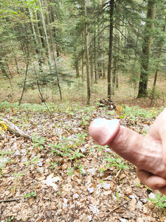 Hart im Wald