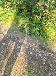Nackt im Wald spazieren gehen
