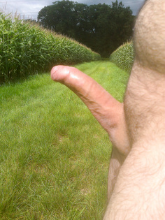 Steifer Penis im Maisfeld