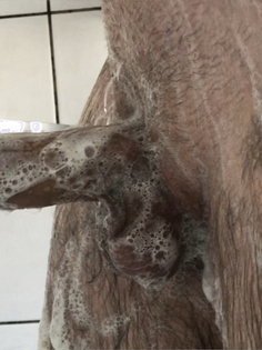 Haariger Penis eingeseift
