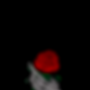anoym23