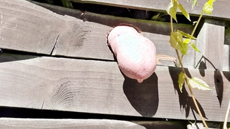 Zaun pinkeln Teil 2