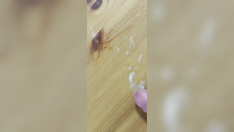 Sperma auf den Tisch gespritzt